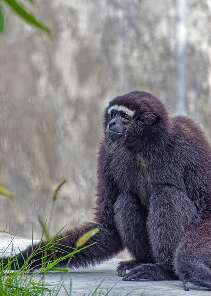 Gibbon Noir Dans Parc Zoologique New Delhi Inde — Photo