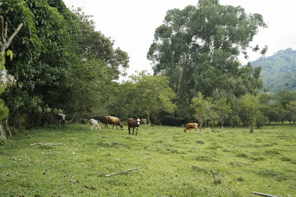 Group Cows Pasturing Green Farm — Stock Fotó