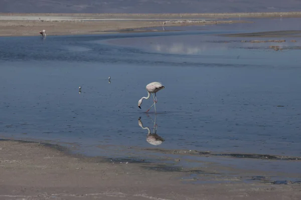 Närbild Flamingo Dricksvatten Sjön — Stockfoto