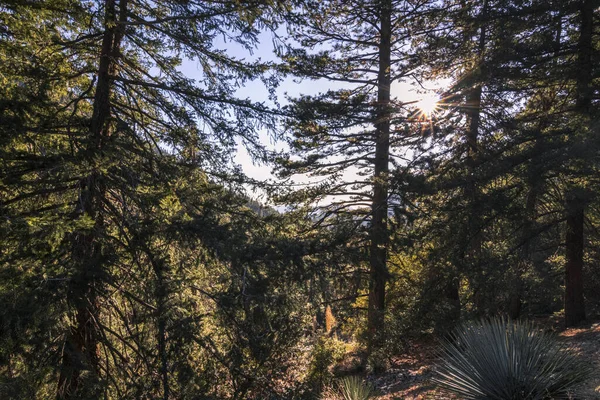 Evergreen Coniferous Trees Mountains Mount Baldy California — Photo