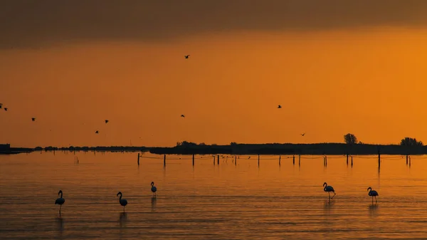 Beautiful Scene Flamingos Water Orange Sunset — Foto Stock