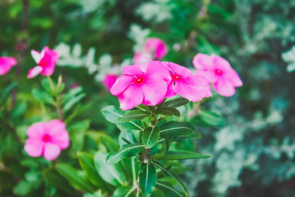 Closeup Pink Vinca Flowers Garden Sunlight Blurry Background — Stok fotoğraf