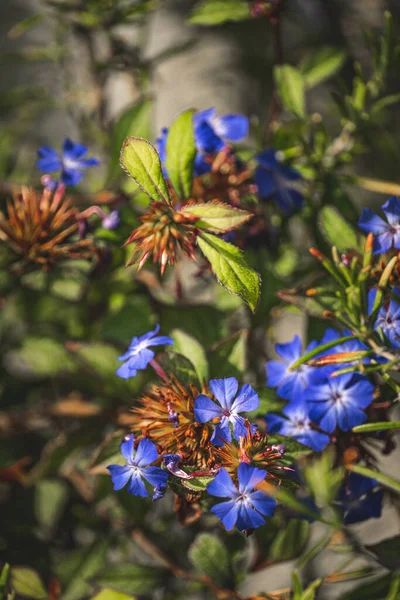 Vertical Shot Chinese Plumbago Flowers Blooming Garden — Stock Photo, Image