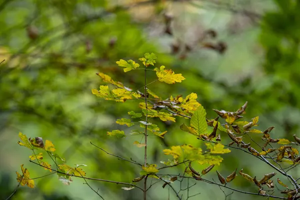 Closeup Shot Yellow Green Leaves Shrub — 图库照片