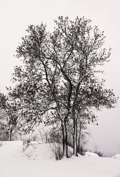 Une Forêt Couverte Neige Blanche Hiver Larvik Norvège — Photo