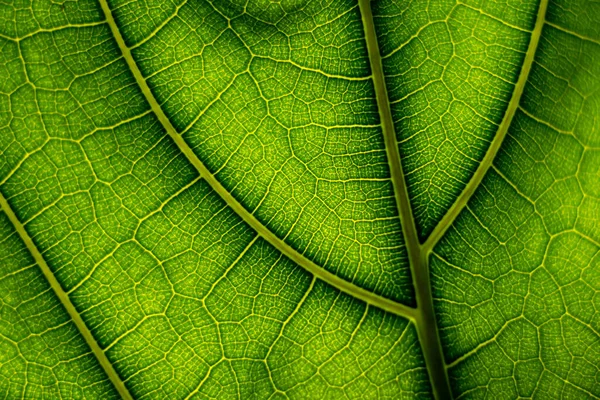 Primer Plano Textura Hoja Verde — Foto de Stock