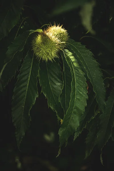 A vertical shot of chestnuts growing on a tree