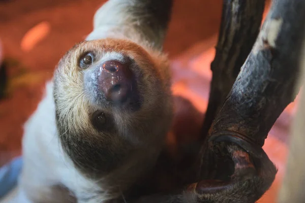 Closeup Beautiful Sloth Looking Camera — ストック写真