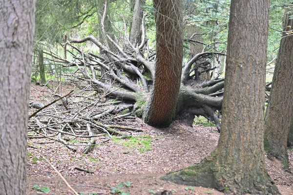 Old Tree Fallen Forest — ストック写真