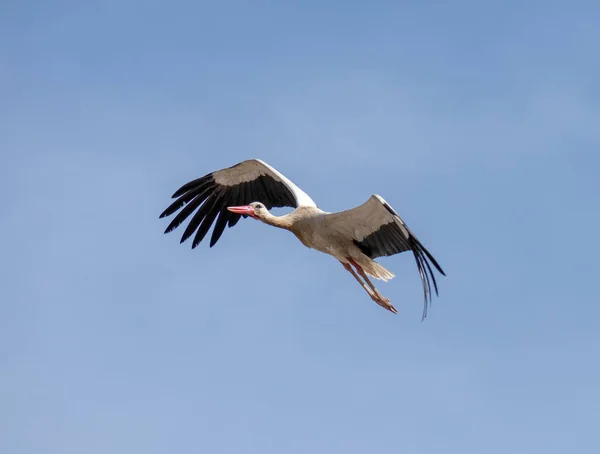 White Stork Flying Blue Sky Sunny Day — Stockfoto