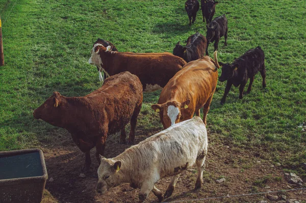 Cattle Green Pasture Morning — ストック写真