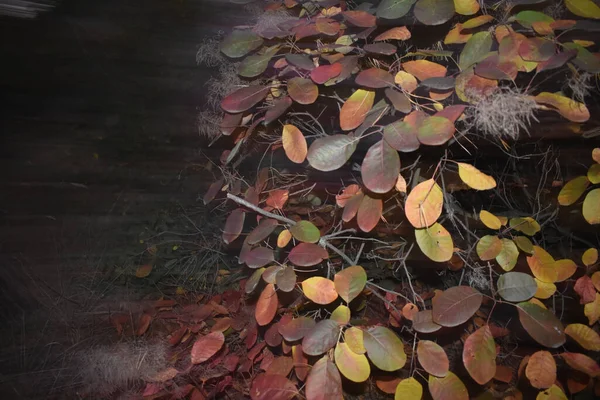 Top View Shot Shrubs Colorful Autumn Leaves Ground Covered Fallen — Stok fotoğraf