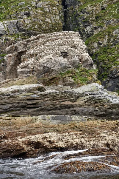 挪威吉士韦耶附近的一个岩石小岛上 一群黑腿猫咪正在醒来 — 图库照片