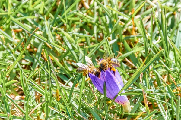 Close Shot Two Bees Taking Nectar Beautiful Purple Flower — Stockfoto