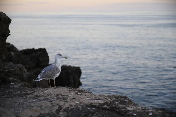 Selective Sea Gull Rock Cascais Portugal — Stok fotoğraf