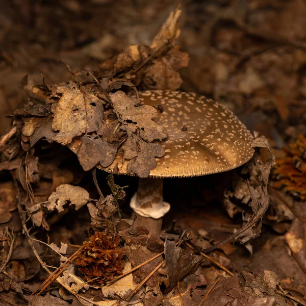 Champignon Sauvage Dans Une Forêt Automne — Photo