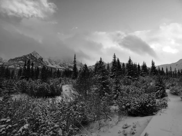 Widok Skali Szarości Pokrytego Śniegiem Lasu Pochmurny Dzień — Zdjęcie stockowe