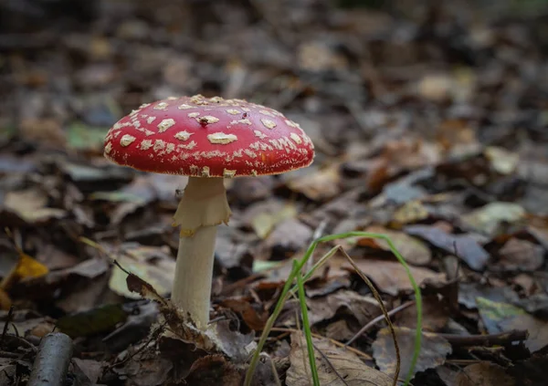 Selective Focus Big Red Mushroom Growing Forest Blurry Background Leaves — Fotografia de Stock