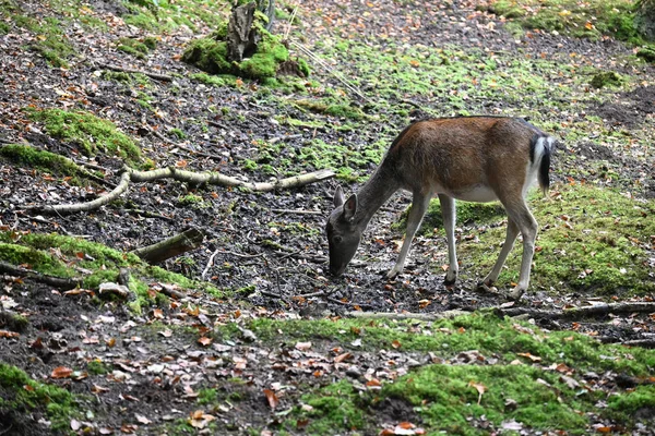 Young Deer Searching Food Forest —  Fotos de Stock