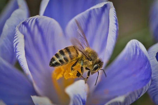 Closeup Beautiful Bee Crocus — Stock Fotó