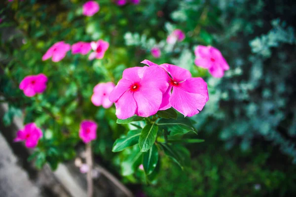 Крупним Планом Рожеві Квіти Вінок Саду Під Сонячним Світлом Розмитим — стокове фото