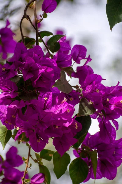 Beautiful Purple Bougainvillea Flowers Grown Garden — Fotografia de Stock