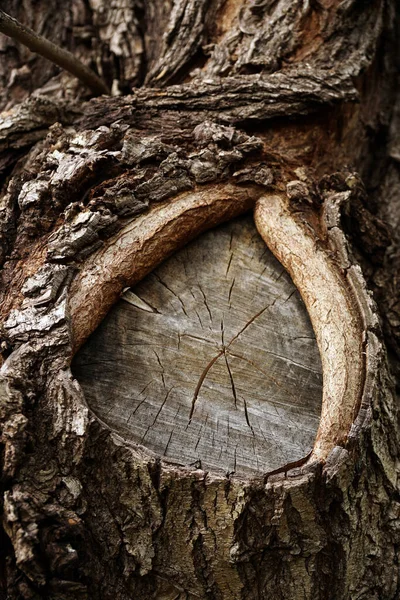 老树皮老的粗糙树皮的老棕色树干上的锯枝 — 图库照片