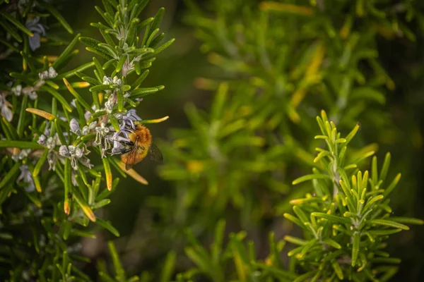 View Bee Collecting Nectar Rosemary Salvia Rosmarinus Shrubs — Φωτογραφία Αρχείου
