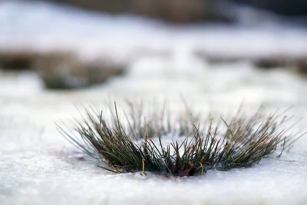 Snowy Winter Ground Grass Rakke Norway — 스톡 사진