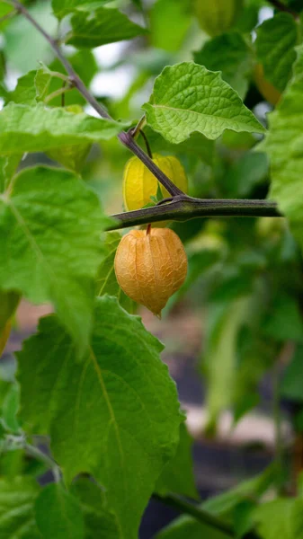 Selective Physalis Garden —  Fotos de Stock