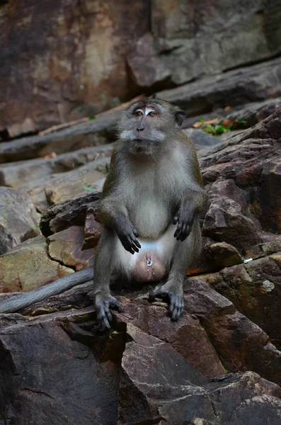 Vertical Shot Arunachal Macaque Sitting Stones Malaysia — Fotografia de Stock