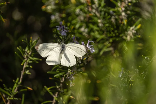 Λευκή Πεταλούδα Που Συλλέγει Νέκταρ Από Δεντρολίβανο — Φωτογραφία Αρχείου