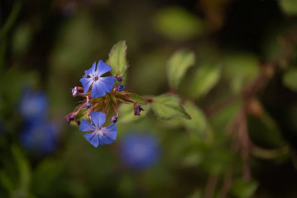 Closeup Shot Chinese Plumbago Flowers Blooming Garden — Φωτογραφία Αρχείου