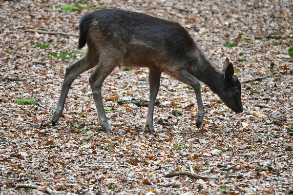 Young Deer Searching Food Forest — 图库照片