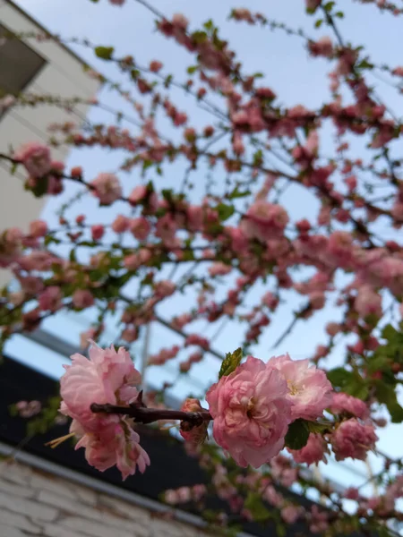 Closeup Flowering Sakura Branches — 图库照片