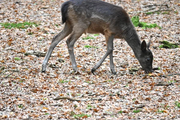 Young Deer Searching Food Forest — Foto de Stock
