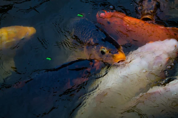 Close Shot Beautiful Colorful Fishes Swimming Water — Stockfoto