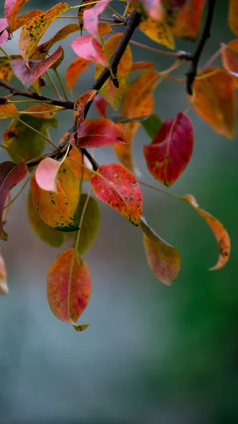 Selective Colorful Leaves Tree — Stock Photo, Image