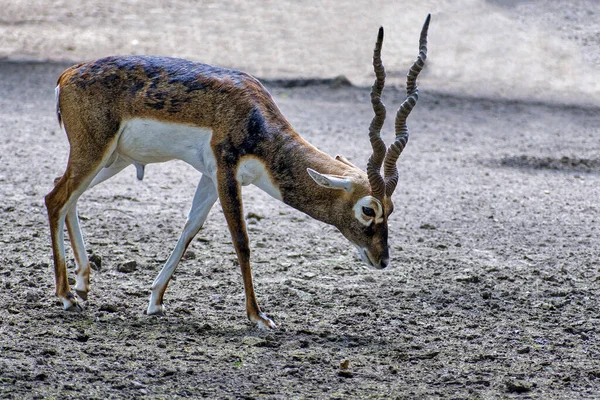 Antilop Yeni Delhi Hindistan Daki Zooloji Parkı Nda — Stok fotoğraf