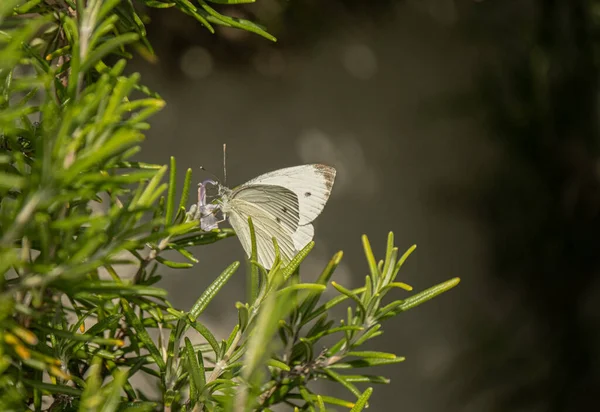 White Butterfly Collecting Nectar Rosemary Flower — Stock Photo, Image