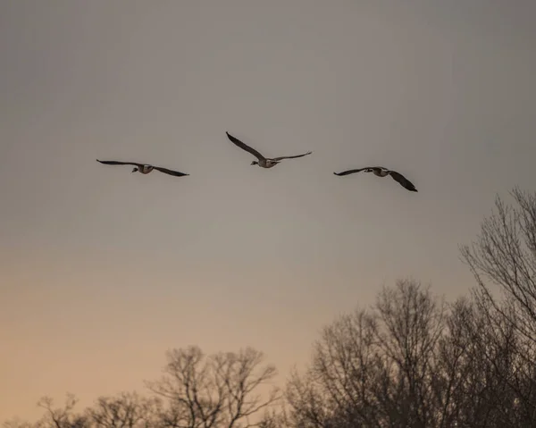Beautiful Shot Flock Geese Flying Clear Sunset Sky — Stockfoto