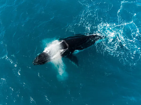 Drone View Humpback Whale Sea Sunny Day Queensland Australia — Foto de Stock