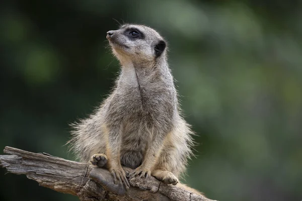 Closeup Cute Meerkat Tree Sunlight Marwell Zoo England — Fotografia de Stock