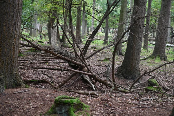 Old Dried Out Fallen Tree Forest — Zdjęcie stockowe