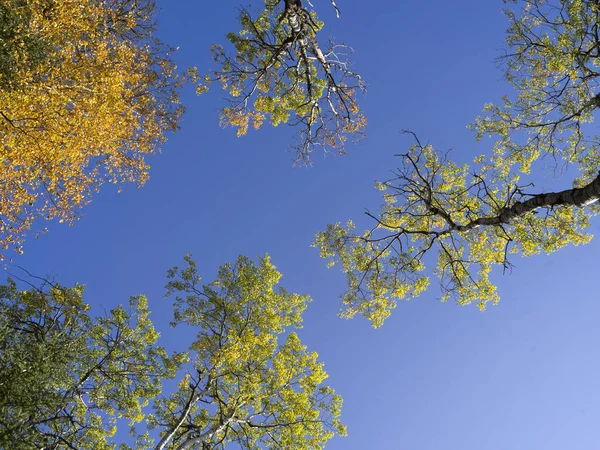 Low Angle Shot Autumn Trees Blue Sky Background Vernon — Stockfoto