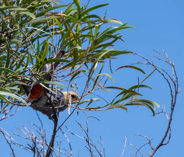 Egy Közeli Kép Egy Ausztrál Sápadt Fejű Rozella Papagájról Egy — Stock Fotó