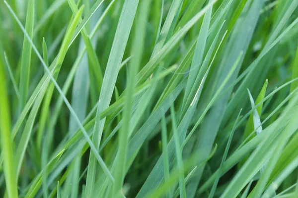 Closeup Green Grass Field Sunlight Blurry Background —  Fotos de Stock