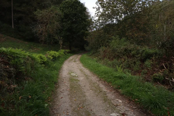 Dirt Road Green Forest Dark Evening — Foto Stock