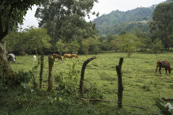 Group Cows Pasturing Green Farm — Stock Fotó