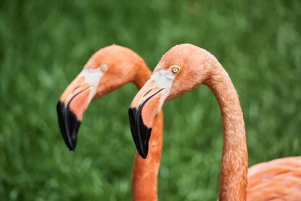 Selective Pink Flamingos Greenery — Stockfoto